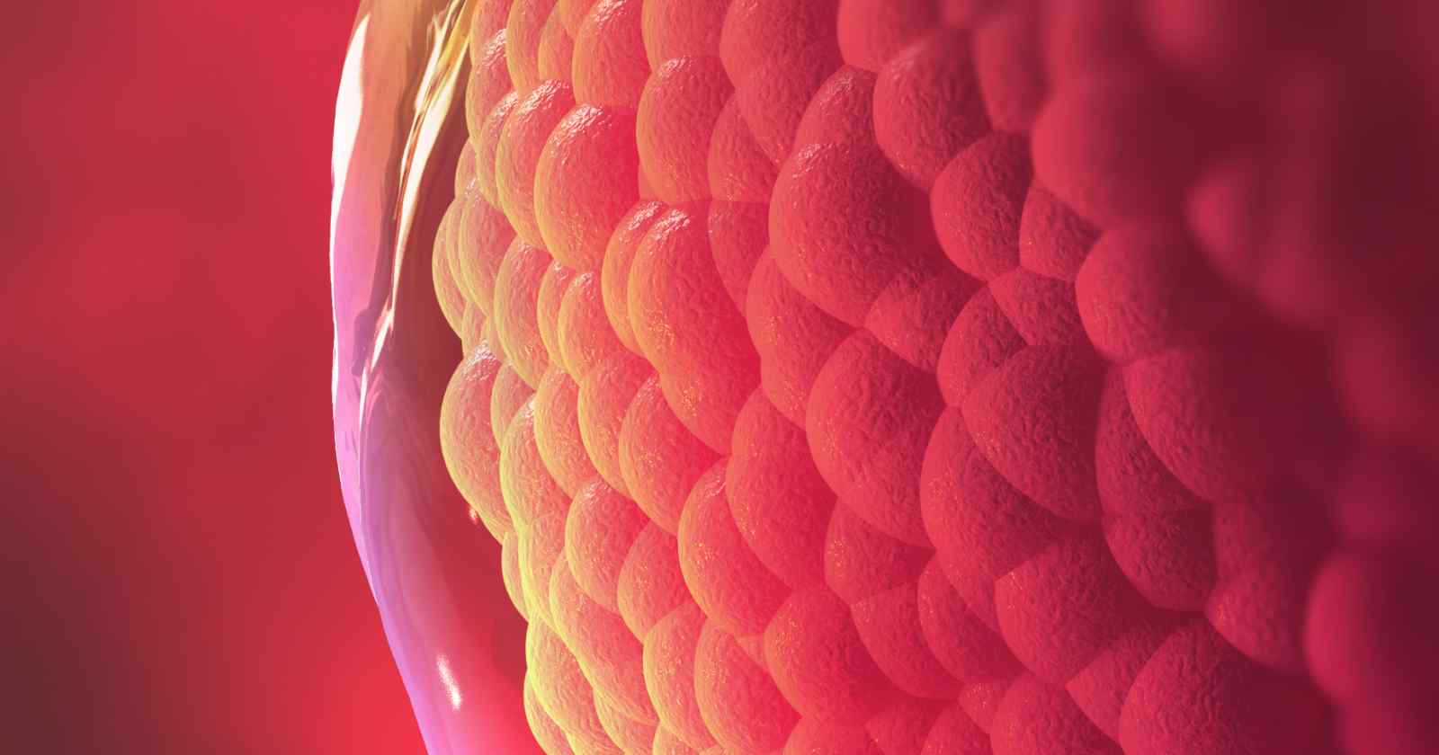 Ciclo mestruale e ovulazione