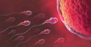 Principali miti e realtà in tema di fertilità – Clearblue